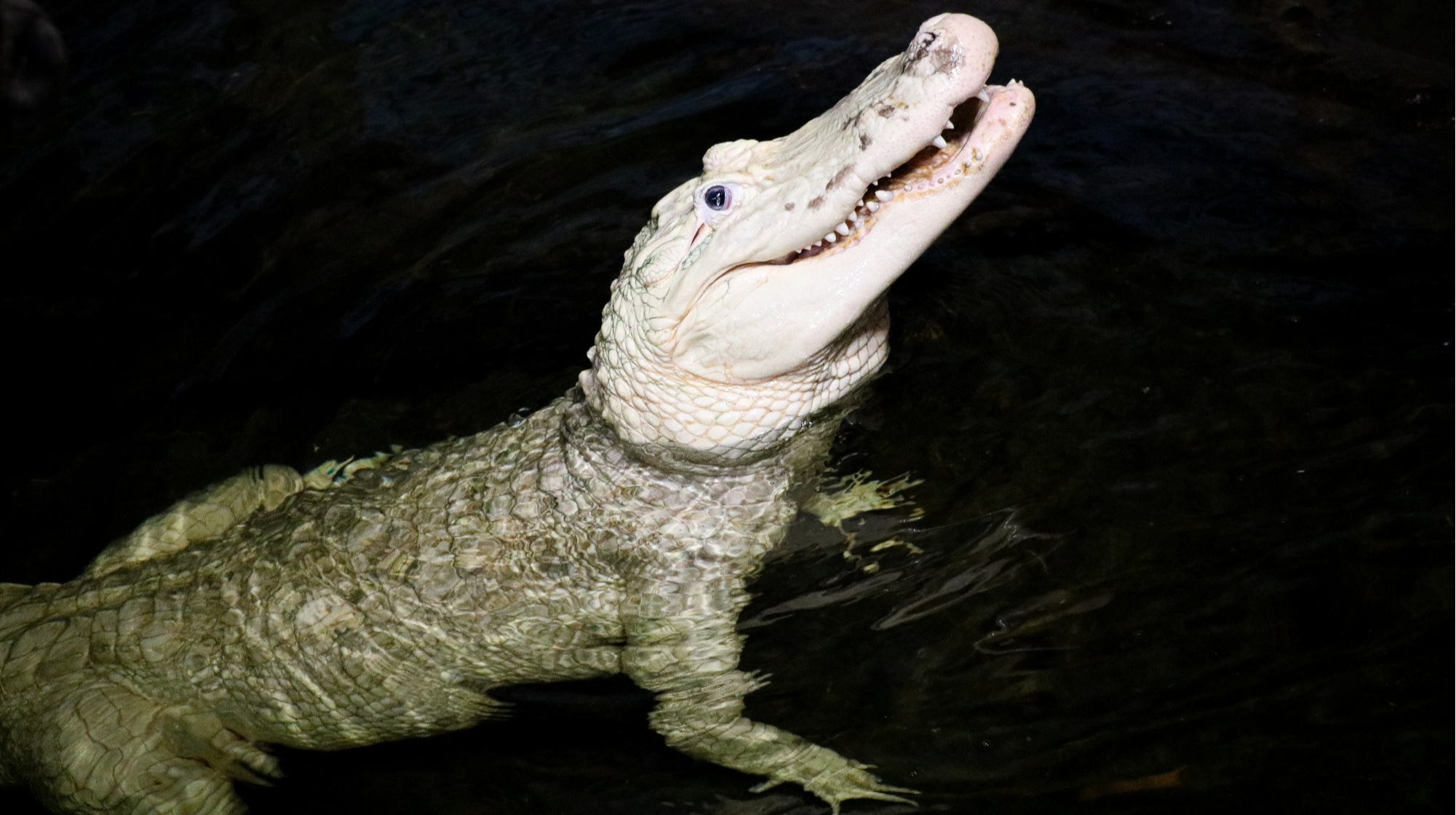 In the US zoo, 70 metal coins were removed from the stomach of an alligator – News