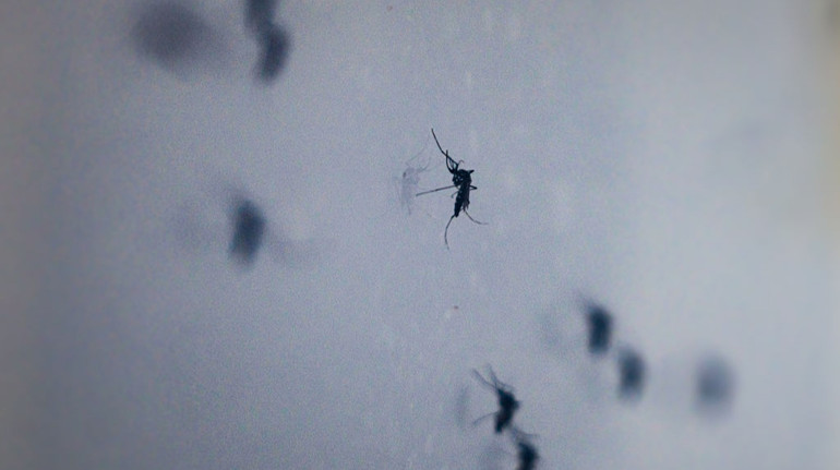 Європою ширяться хвороби, які передаються через укуси комарів: випадки вже зафіксували в Криму