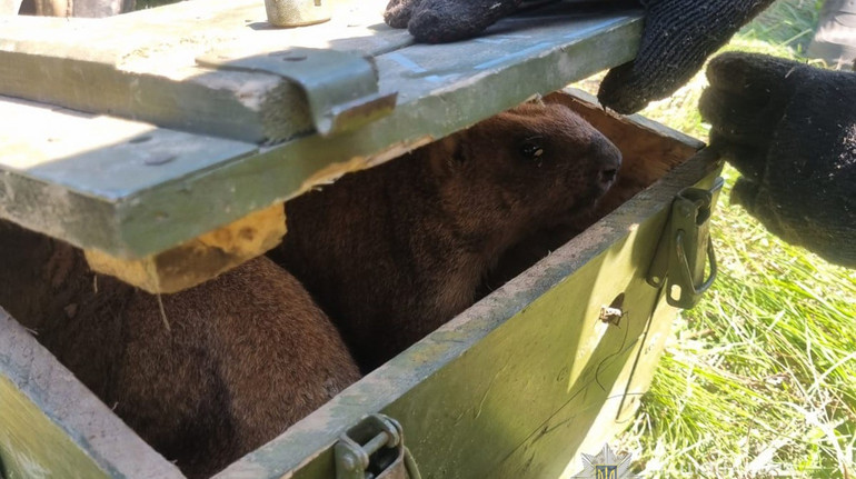 4 Hunters from Sumy Region were detained while hunting for grands