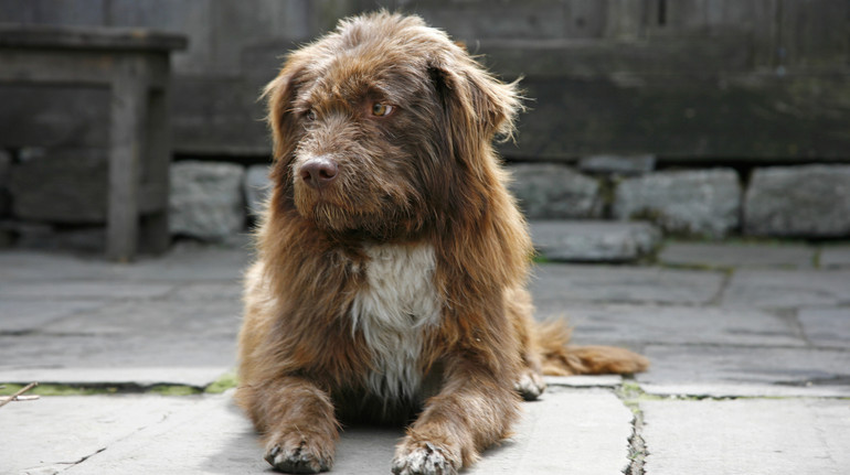 In Ivano-Frankivsk, volunteers found the bodies of three dogs