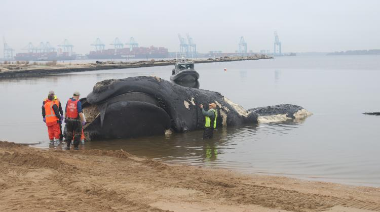 In the USA, a whale of an endangered species was hit by a ship: it died