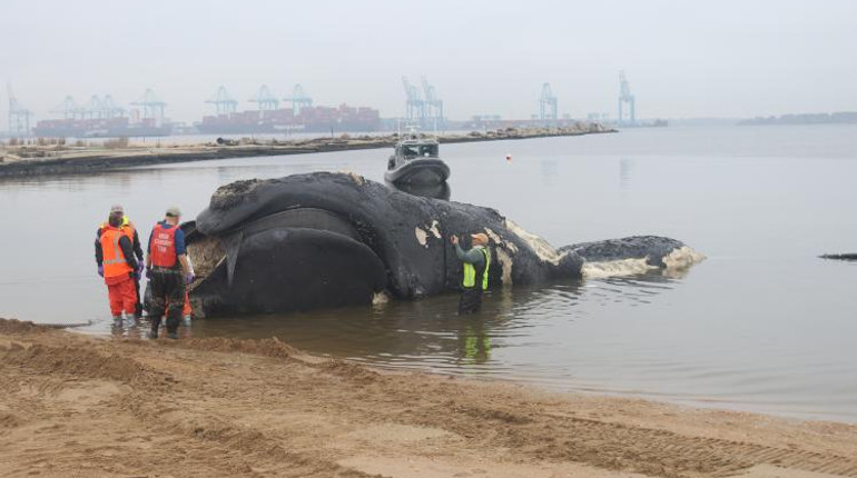 Загинув через зіткнення з кораблем: у США знайшли тіло рідкісного кита