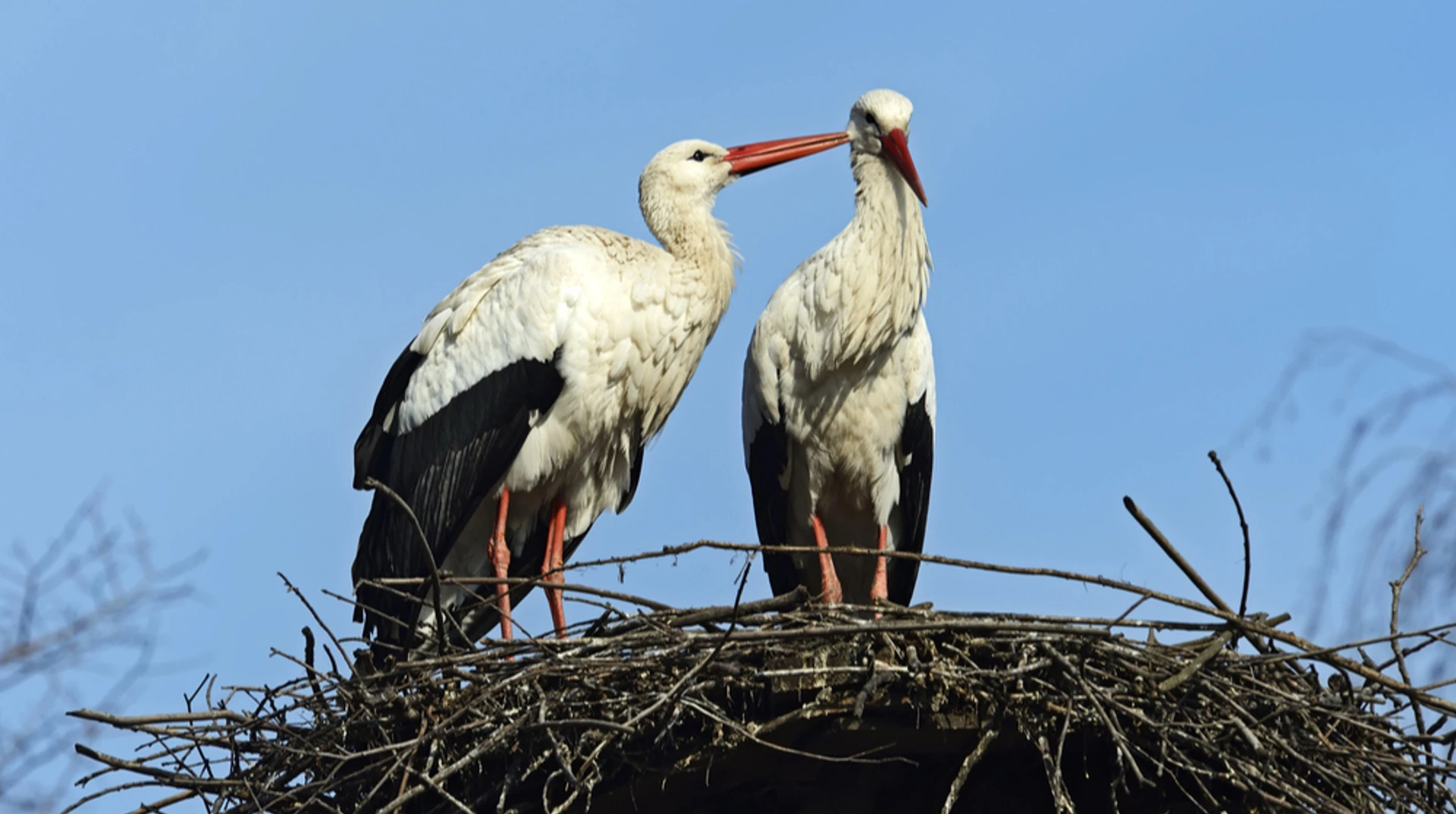 Любовні драми у лелечому гнізді: що історія Одарки і Грицика говорить про стосунки лелек