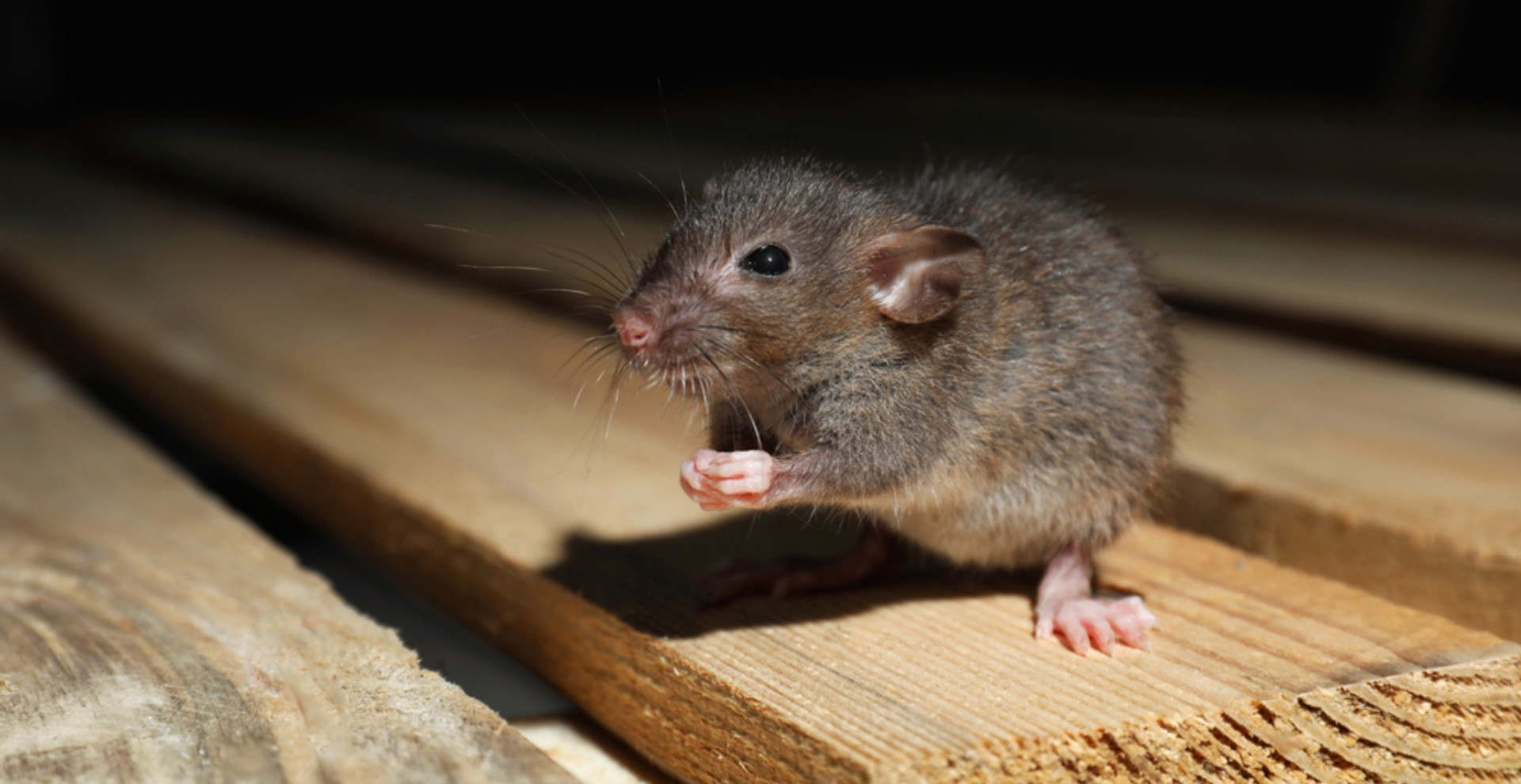 Гризуть пальці чи кабель від Starlink: чому на фронті нашестя мишей і як з ними боротися?