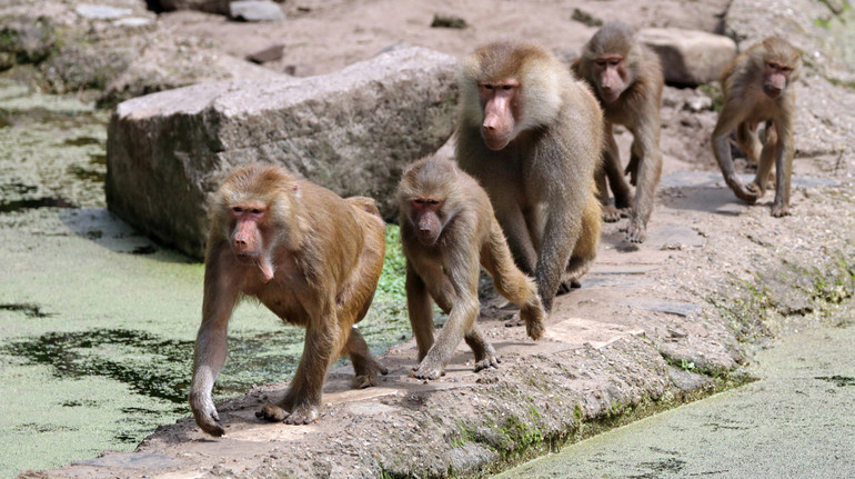 Why Grandmians walk in lines: scientists have a reply