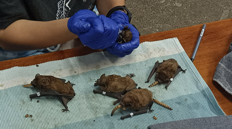 Став смертельною пасткою: у Харкові загинули 80 кажанів, які поселилися на балконі