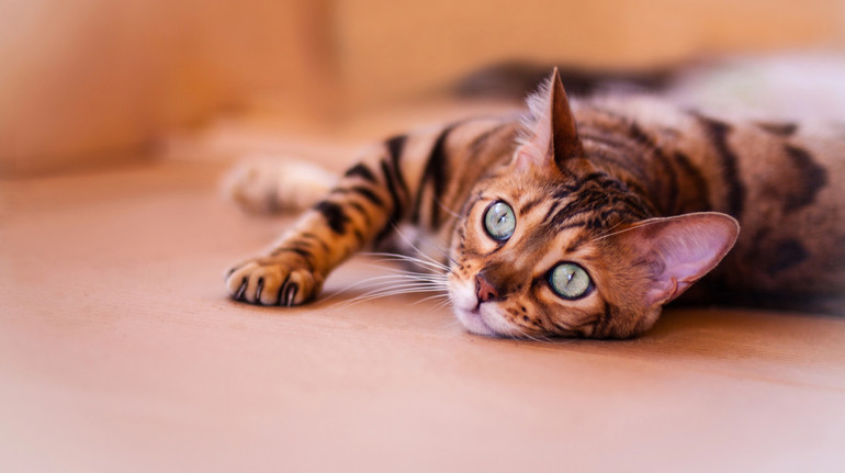 Не з Єгипту? Генетичний аналіз спростував популярну теорію щодо походження і одомашнення котів