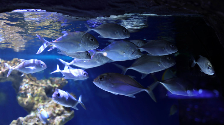 Why humanity still little knows about the oceans: Explanation