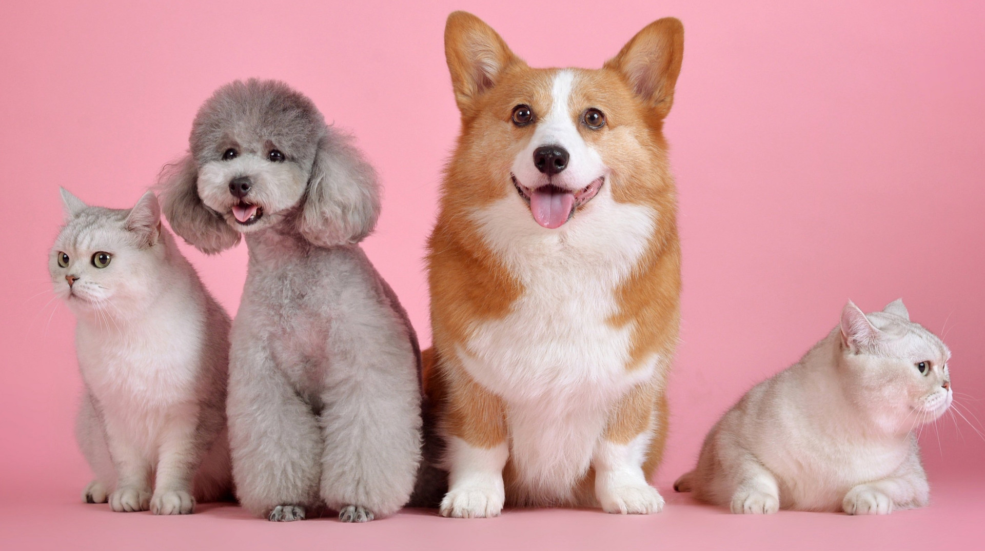 Як захистити собаку і кота від кліщів