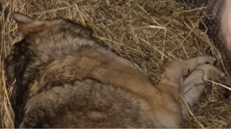 У Києві дикий вовк, якого тримали у квартирі, накинувся на власницю: тварину забрали волонтери