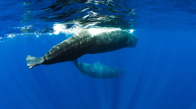 Вчені зафільмували пологи самки кашалота – з нею була група підтримки