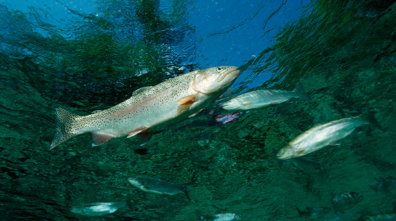 За 50 років популяція мігруючої риби зменшилася на понад 80% – дослідження