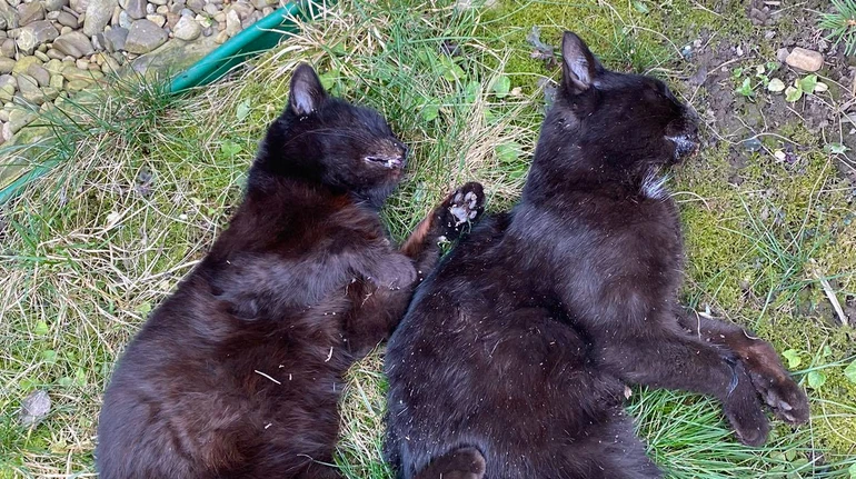 У селі на Тернопільщині за годину знайшли мертвими 13 котів: що каже поліція