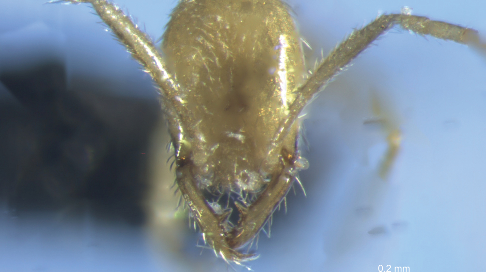 A new species of ant was discovered in Australia and named after Voldemort