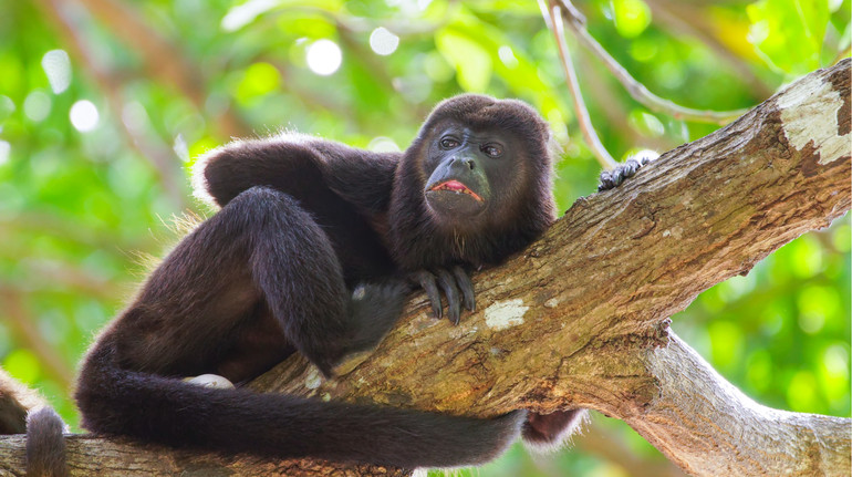 Падають замертво: через аномальну спеку в лісах Мексики масово гинуть мавпи-ревуни