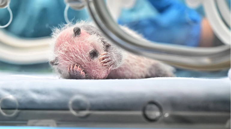 Нащадок панди зі знаменитої трійні: у китайському парку показали новонароджене панденя