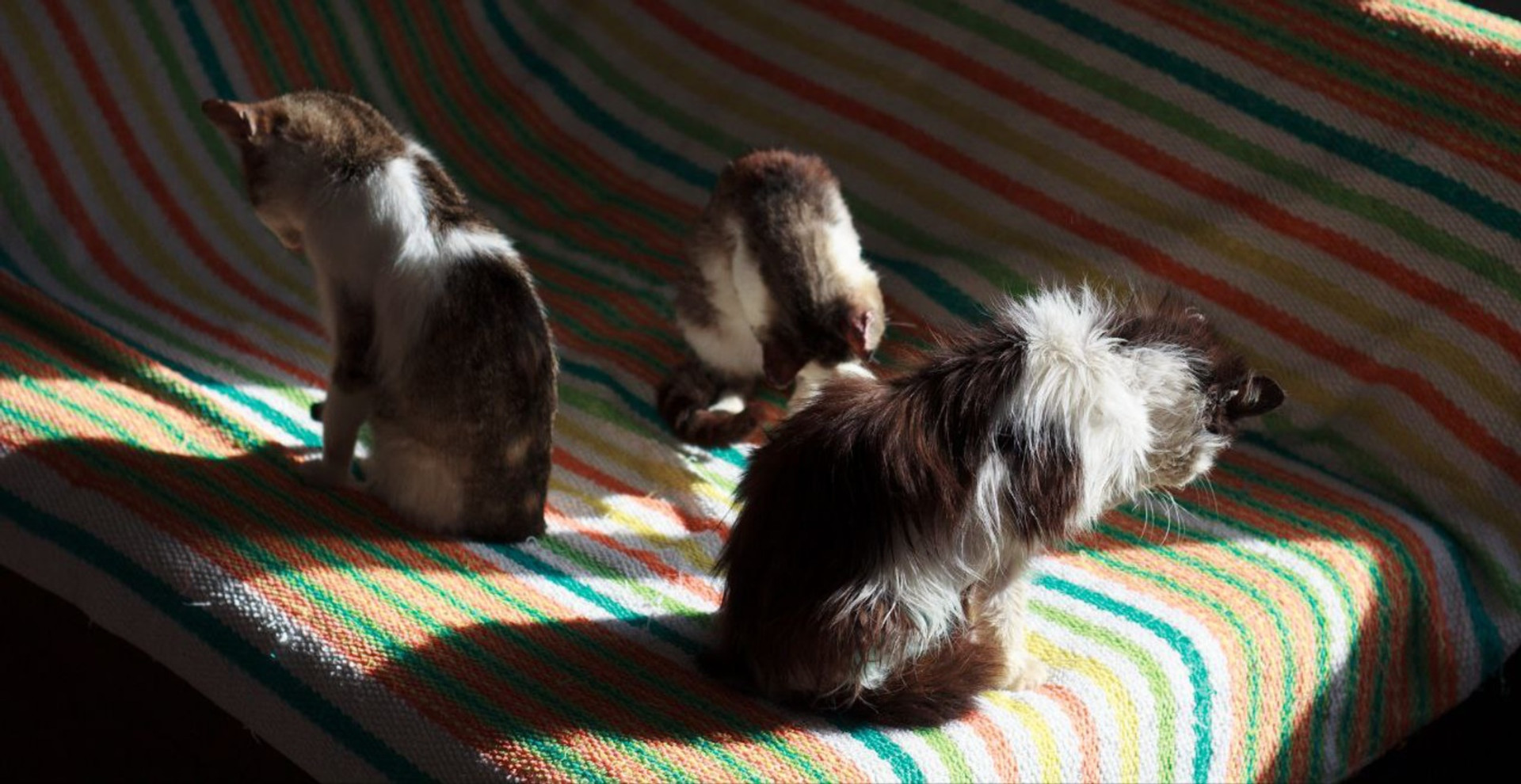 Собаку з притулку гладив Орландо Блум: як підлітки-зооволонтери рятують тварин