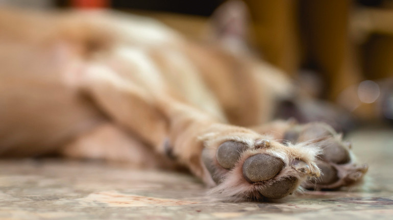 На Рівненщині чоловік заколов собаку вилами: за справу взялася поліція