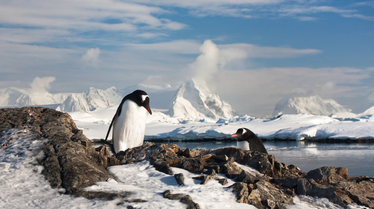 Період розмноження пінгвінів в Антарктиді рекордно змістився: які наслідки це матиме для екосистеми