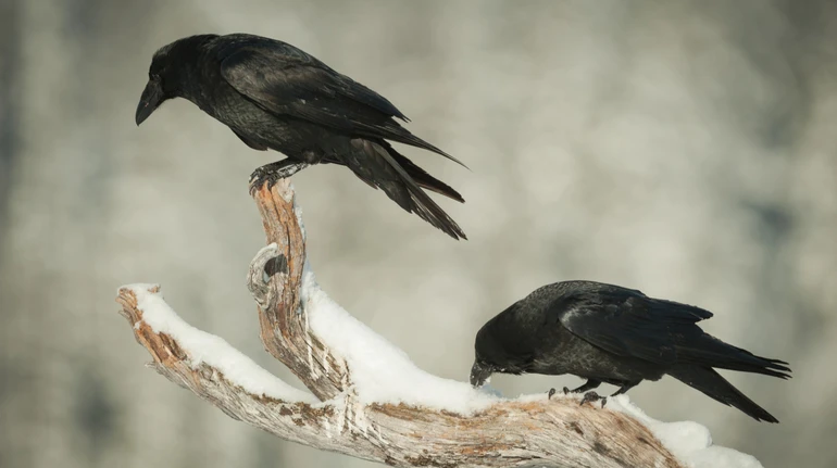Круки пам'ятають місця полювання вовків, а не просто слідують за ними заради здобичі – вчені