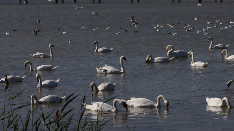 У заповіднику на Одещині зібралися понад 500 лебедів-холостяків з різних водойм