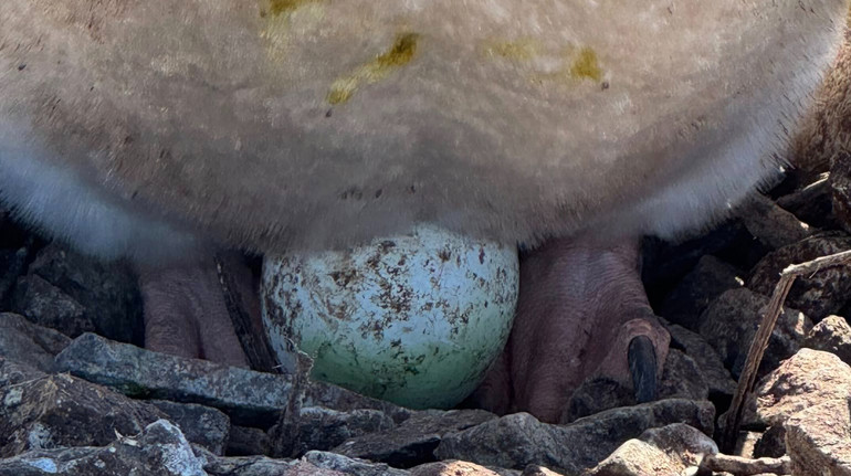 For the second time in the same place: near Vernadsky, the first penguin egg of the year was discovered