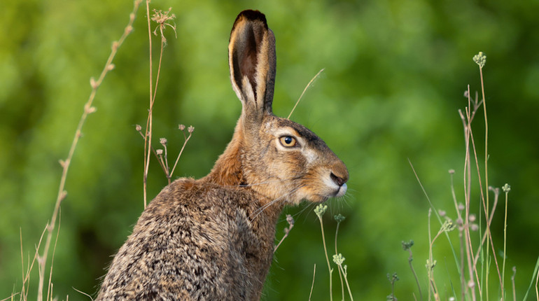 Сарна, зайці та Донеччина до війни: конкурс Вікі любить Землю показав найкращі фото з України