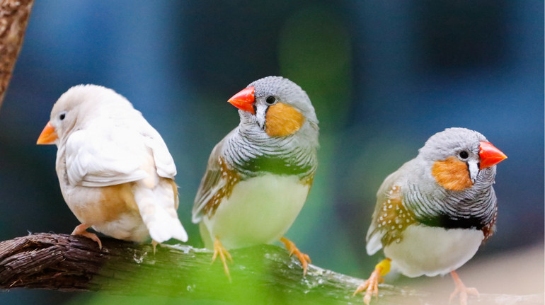 Вчені визначили, наскільки шум шкодить птахам. А як щодо людей?