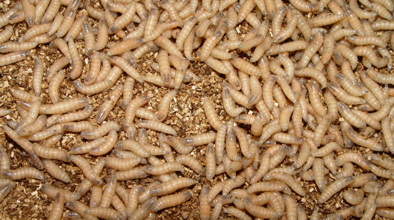 У США зафіксували рідкісний випадок зараження людини паразитом, який харчується плоттю живих тварин