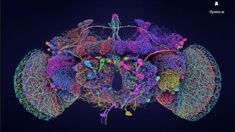 Вчені створили карту мозку мухи: як вона допоможе дослідити мислення людини