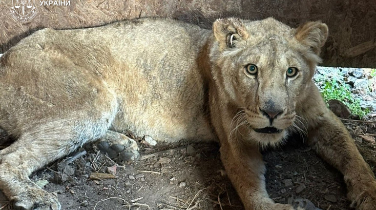 Втеча левиць у Хмельницькому: власнику звіринця повідомили про підозру