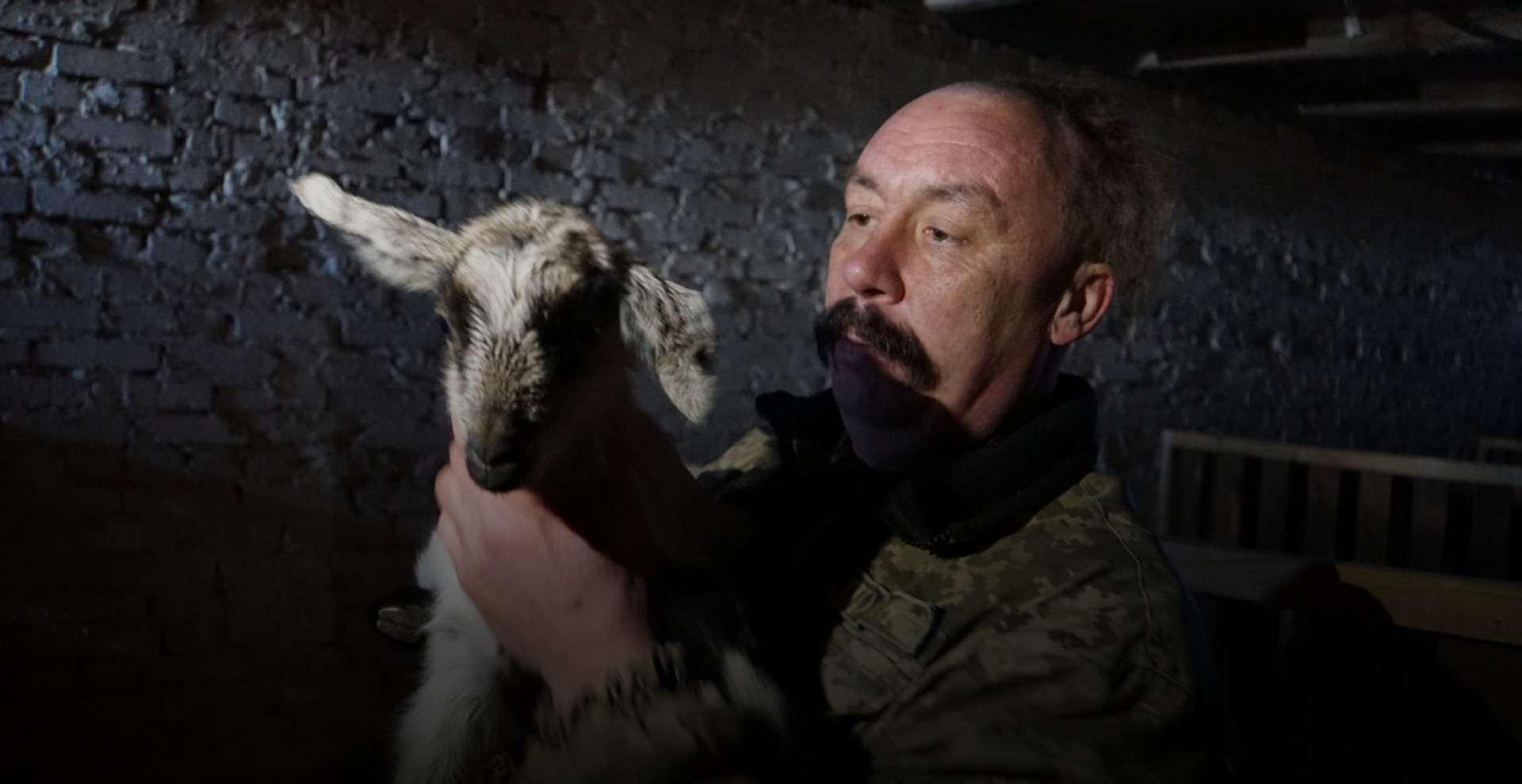 Або вони помруть, або ми переїдемо: як фермер з Донеччини вивіз з-під обстрілів 150 кіз за 1000 км