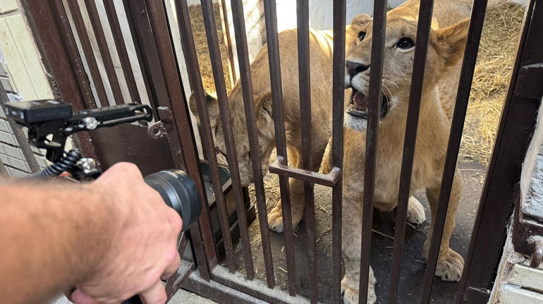 Господарі залишили під обстрілами на Харківщині: три врятовані левиці вирушили до Африки