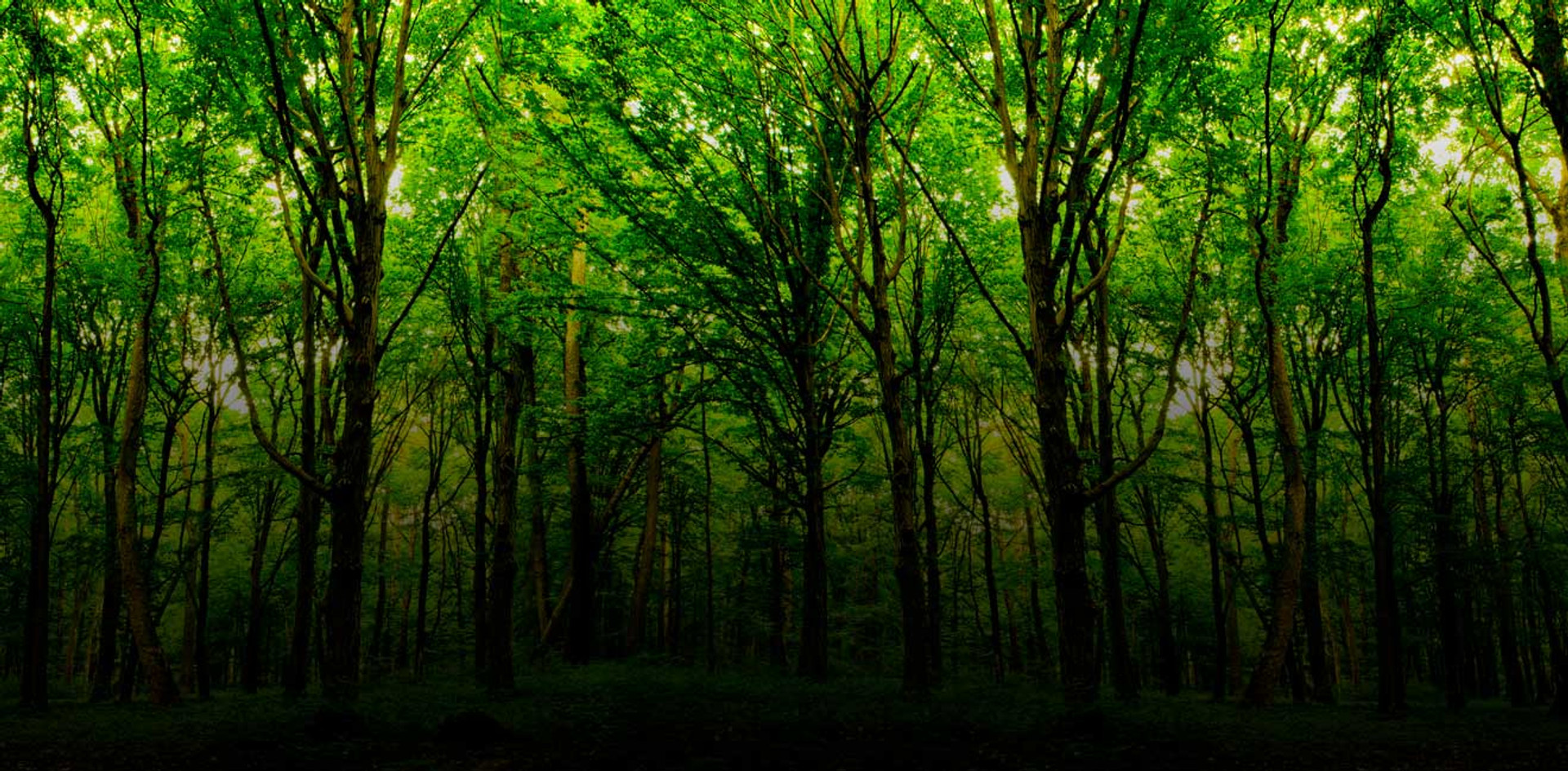 Державна стратегія управління лісами: чому вона важлива і що з нею не так?