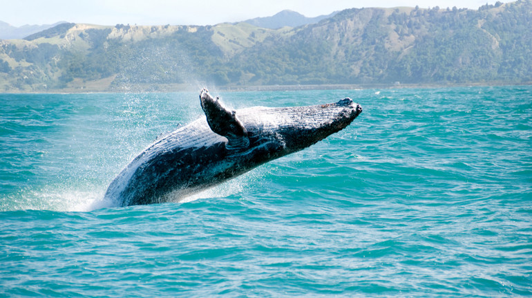 Вчені з'ясували, як співають кити – дослідження
