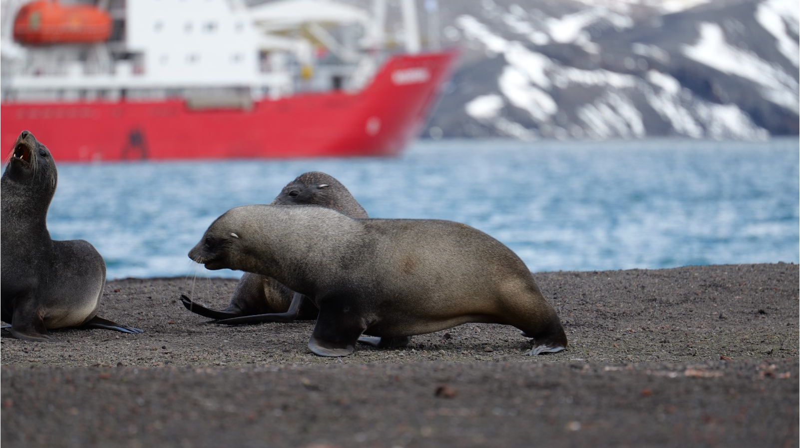 Ukrainian polar explorers met a fur seal resting on an old boat