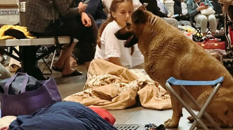 У метро Києва перестали пускати місцевого пса під час обстрілів: активісти просять відреагувати