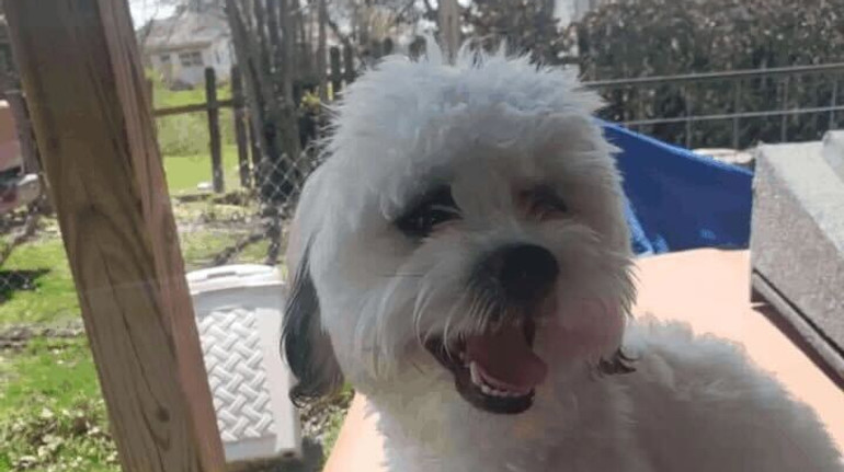 Не становив загрози: у США місто виплатить $500 тисяч власнику собаки, якого застрелив поліцейський