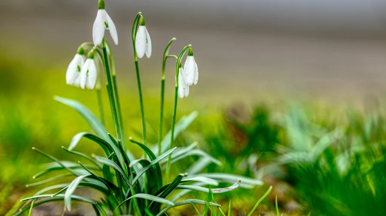 Прогноз погоди на березень: як розпочнеться перший місяць весни