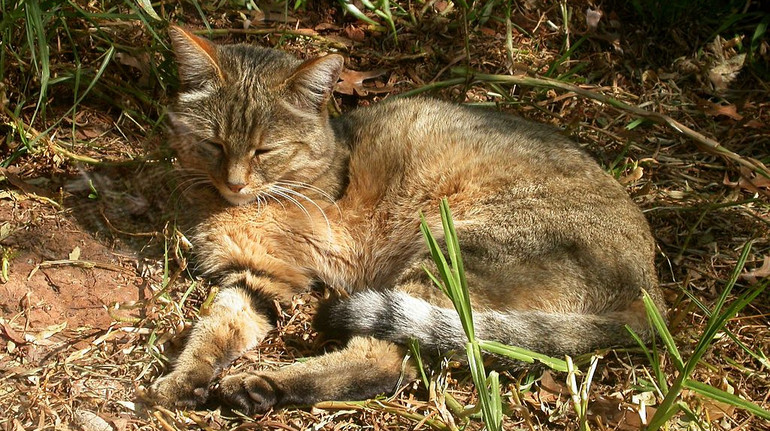 Пращур сучасної домашньої кішки: на Прикарпатті помітили рідкісного дикого кота