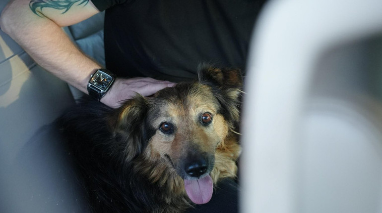 Собака Джессі, що втратила господаря під час обстрілу Києва, повернулася до родини