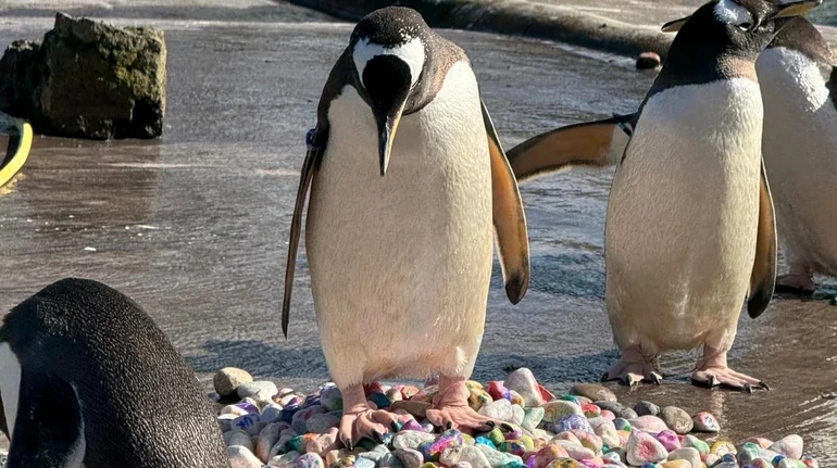 Розмалювали тисячу камінців: як маленькі пацієнти лікарні у Шотландії допомагали пінгвінам залицятися