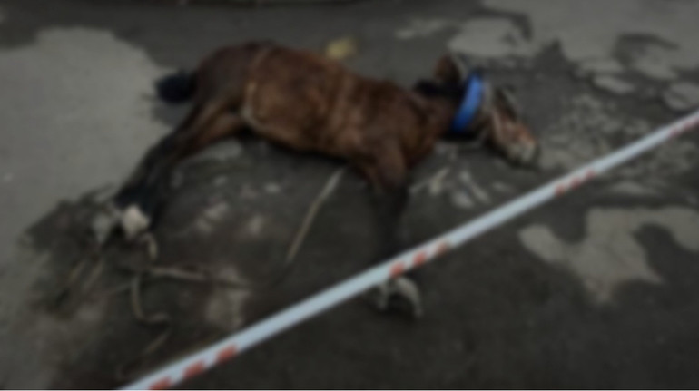 У Кривому Розі на вулиці помер запряжений кінь, а господар зник: поліція досі його не знайшла