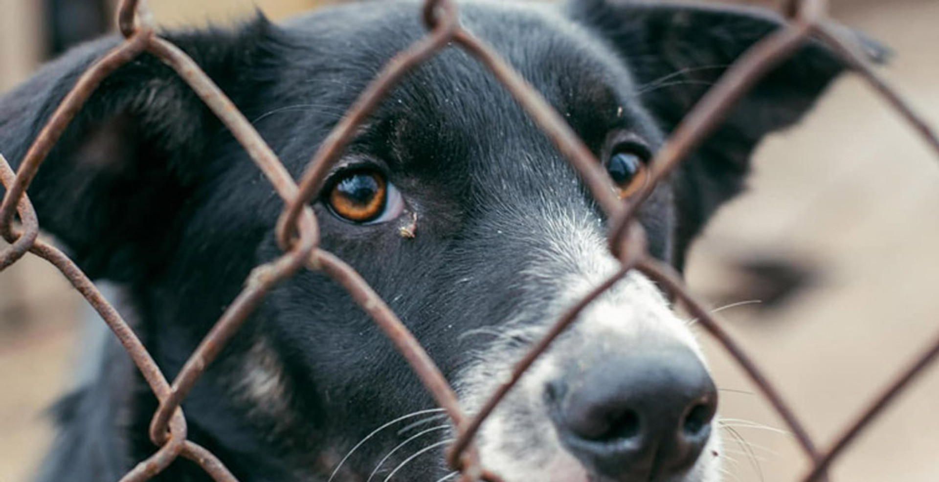 Катували працівника, застрелили собаку: як Гостомельський притулок для тварин пережив російську окупацію