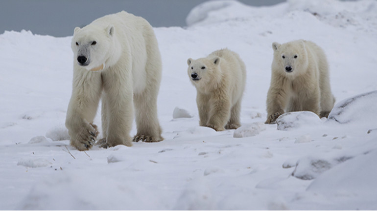 Рідкісний випадок у природі: самиця білого ведмедя всиновила чуже дитинча