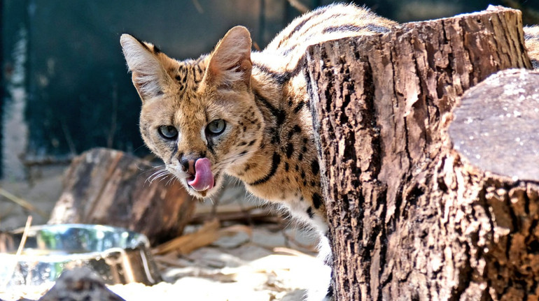У КиївЗоо збудували нову домівку для врятованих з Донеччини сервалів