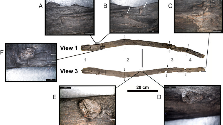 У Європі знайшли найдавніші дерев’яні та кістяні знаряддя: їм 430 тисяч років
