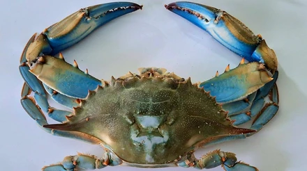Родом з Атлантичного океану: на узбережжі Чорного моря науковці знайшли 12 крабів екзотичного виду