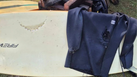 За дві доби – чотири напади: в Австралії акули атакують відпочивальників, деякі пляжі закрили