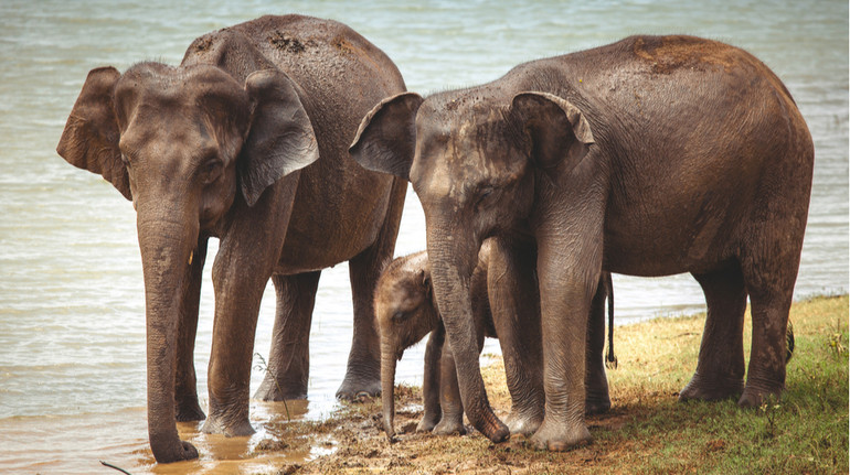 Майже як у людей: виявилося, що азійські слони оплакують та ховають померлих малят